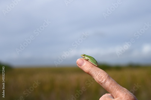 Close up of an American green tree frog chilling on a human finger, with dead space for text. Tiny frog with yellow eyes photo