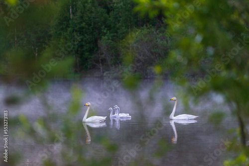 Swans on a lake on a summer night. Österbotten/Pohjanmaa, Finland.  photo