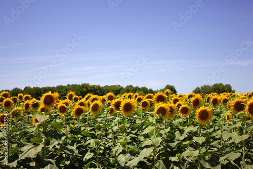 Sunflowers in the field
