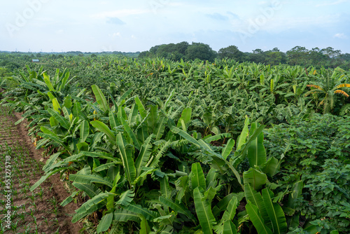 Vietnam, banana plantation near Hanoi 