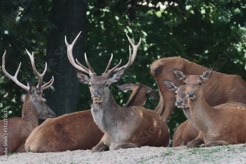 A herd of lounging deer., deer in the forest, Poland