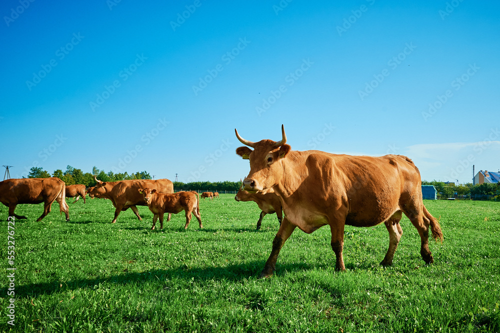 Red cows grazing at summer green field. Red cows grazing at summer green field.