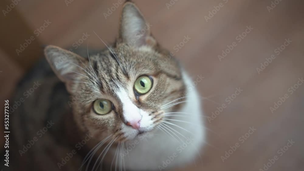 One cat is sitting and looking straight into the camera. The concept of pets. High quality FullHD footage One cat is sitting and looking straight into the camera. The concept of pets. High quality FullHD footage