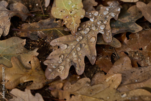 Waterdrops on dry oak leaf in forest photo