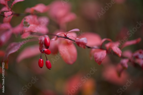 Berries of barberry tree with reddish leaves in woods photo