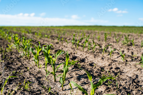 Rows of growing young green corn seedling sprouts in cultivated agricultural farm field. Agricultural scene with maize sprouts in earth closeup.