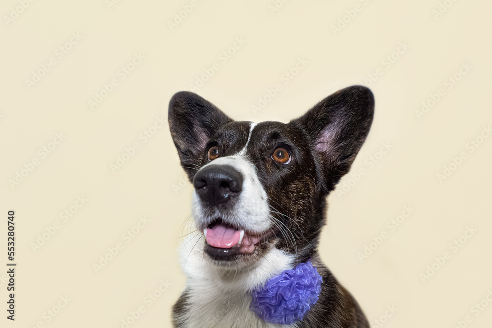 Welsh corgi Pembroke. Portrait of a thoroughbred dog. Holidays and events. Animal themes