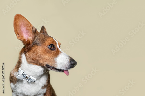 Fototapeta Naklejka Na Ścianę i Meble -  Welsh Corgi Pembroke. Portrait of a thoroughbred dog. Holidays and events. Copy space