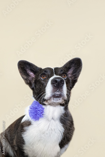 Welsh corgi Pembroke. Portrait of a thoroughbred dog. Holidays and events. Animal themes © Alexander