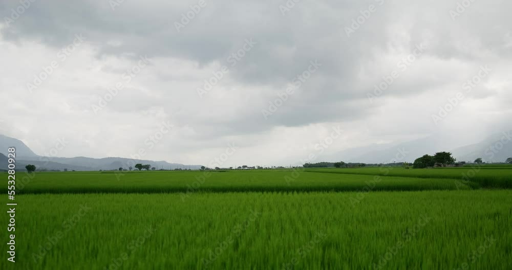 Paddy rice field in Chishang of Taitung at Taiwan