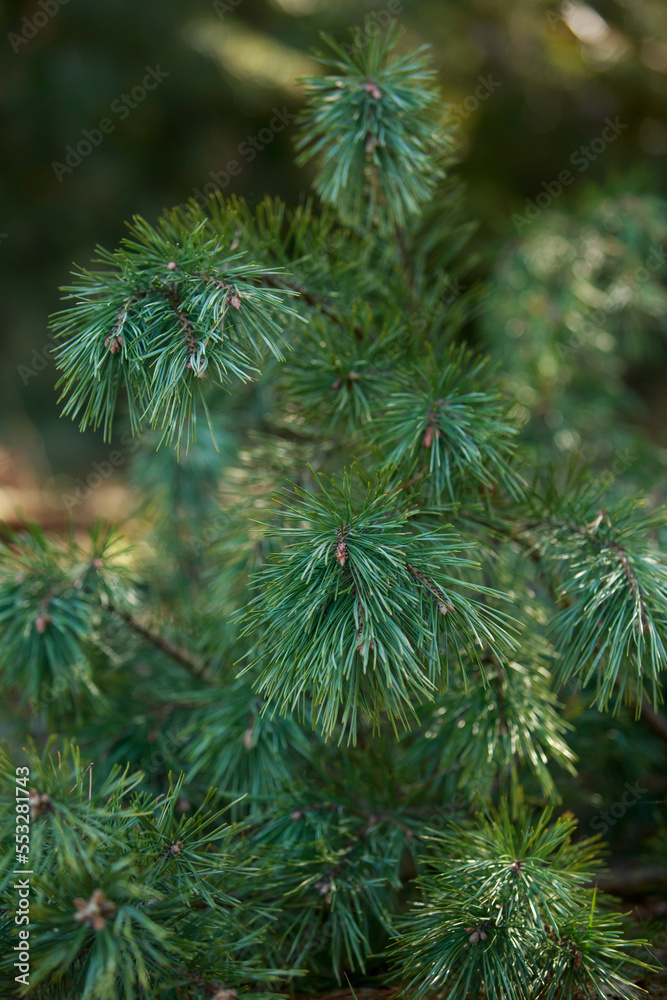 pine branch close-up