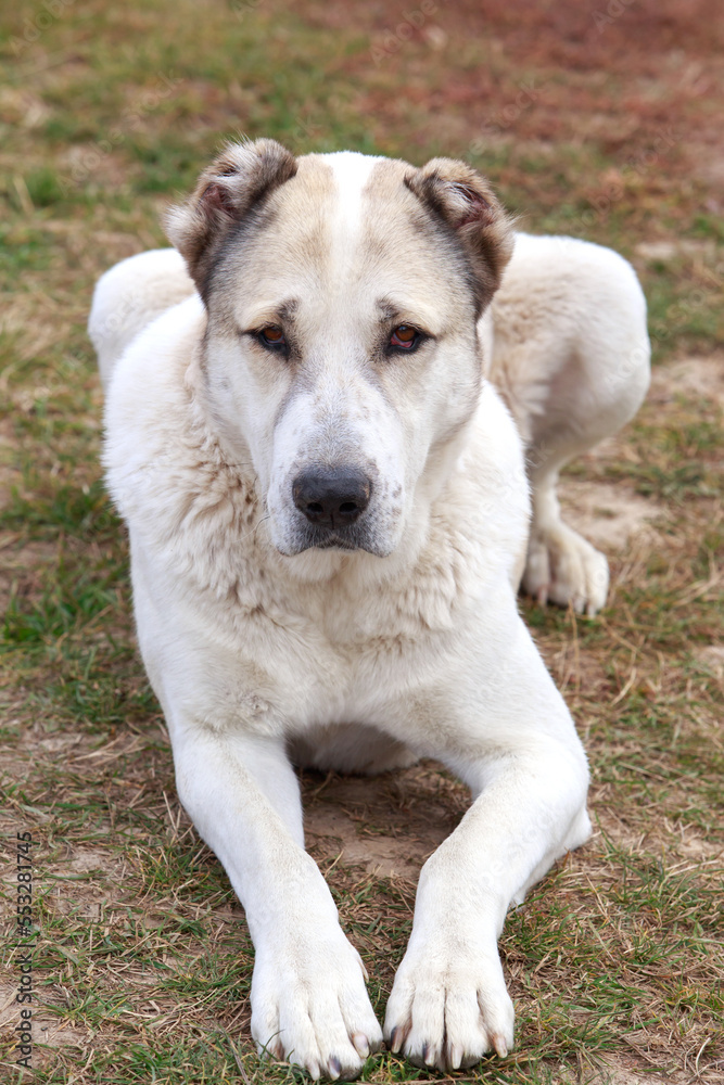 large adult dog breed alabai