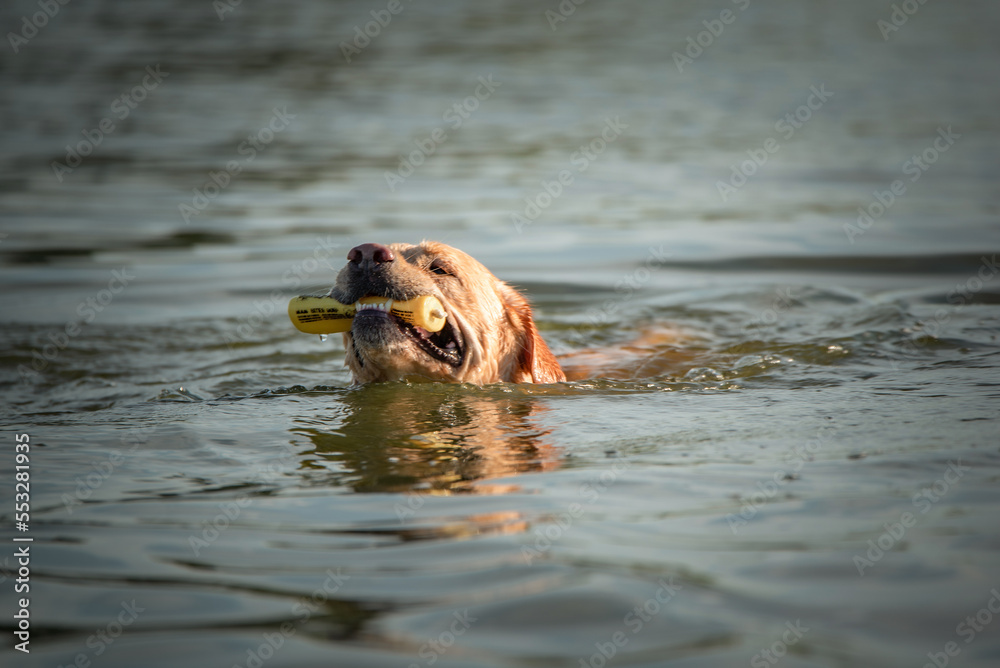 A beautiful thoroughbred fawn labrador swims in the lake in sunny weather.