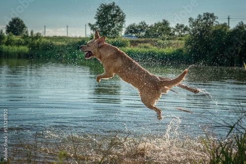 A beautiful thoroughbred fawn labrador swims in the lake in sunny weather.