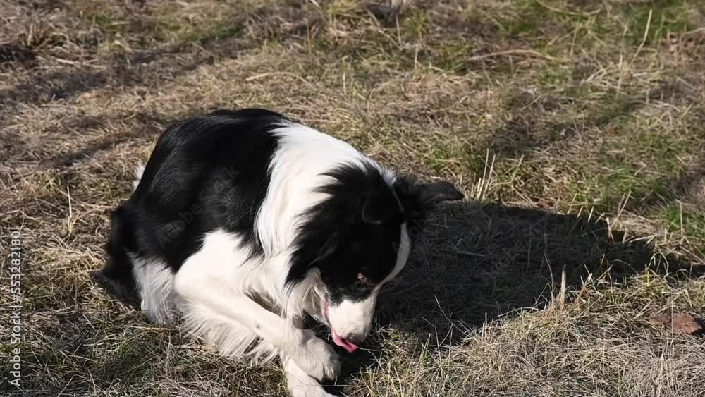 Border collie dog rubs muzzle with paw making command embarrassed. Border collie dog rubs muzzle with paw making command embarrassed.