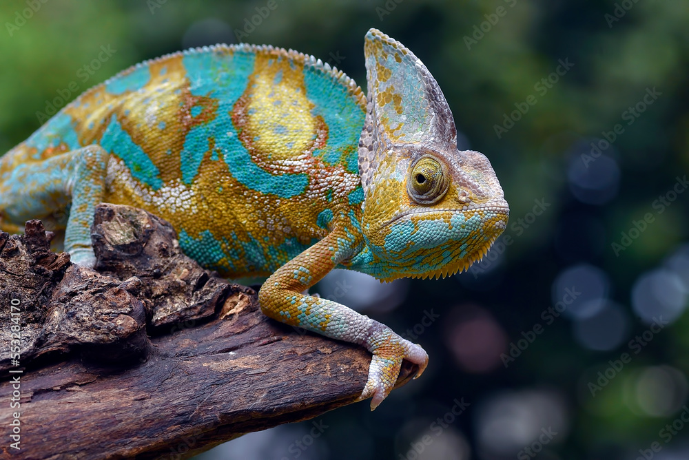 Obraz premium Veiled chameleon on a tree branch