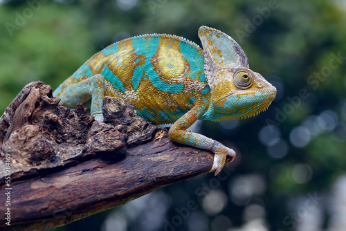 Veiled chameleon on a tree branch