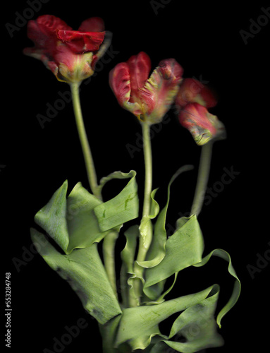 Wavy pink tulips scan background. Scanned blooming flower bouquet. Glitchy abstract distorted plant. Colourful botanical photocopy with scanner noise effect for advertising, poster or postcard.