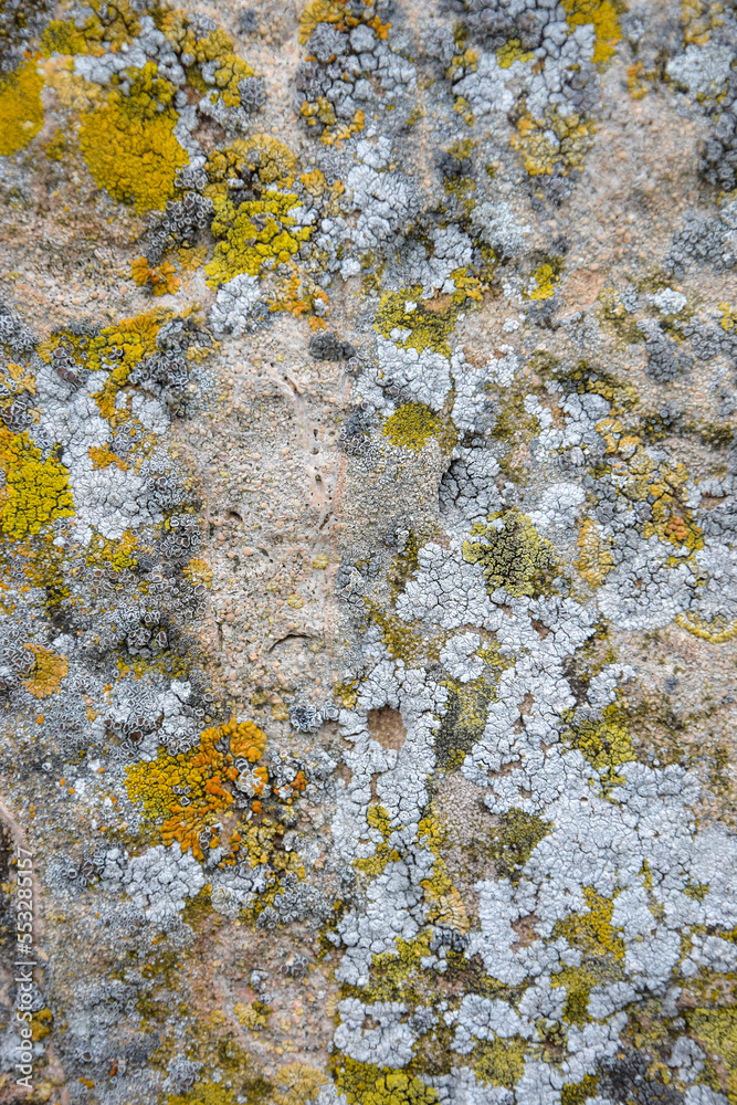 Aged wall of old building covered with multicolored moss, unusual natural background, full frame. Colorful Moss on Concrete Wall. Detailed backdrop, abstract design. Vertical photo. Selective focus.