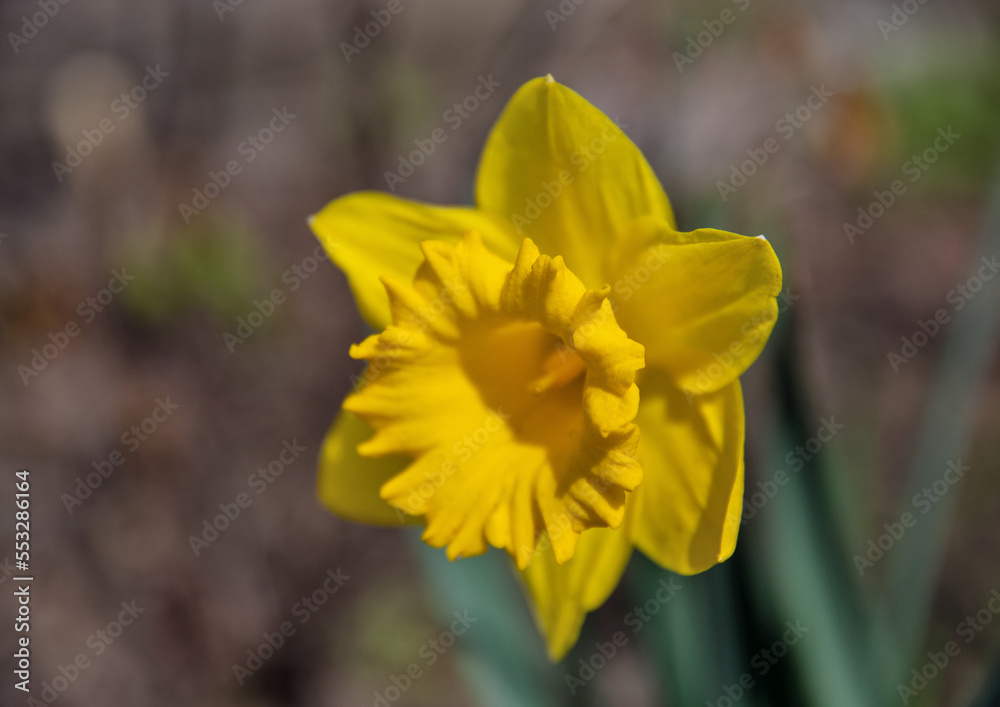 Closeup of yellow narcissus flower outdoor Closeup of yellow narcissus flower outdoor