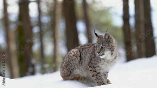 A lynx cub from a side sitting on the snow on a sunny day, licking its paw and licking itself. Closeup shot of wild animal in winter season. Slow motion