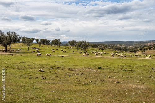 Fototapeta Naklejka Na Ścianę i Meble -  Sheeps grazing on a green meadow at Membrio, Extremadura in Spain