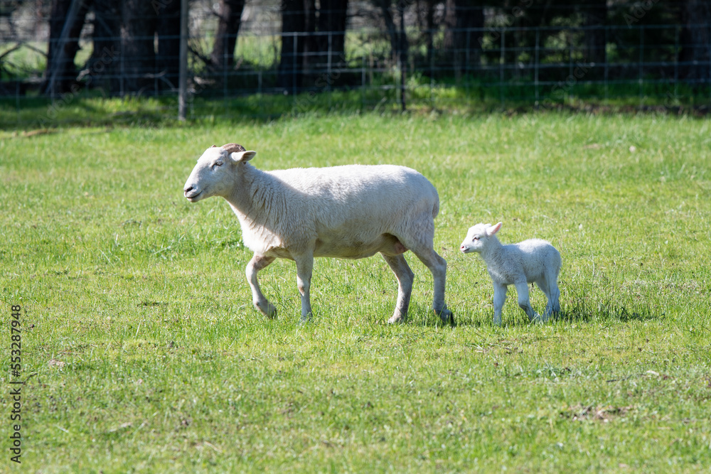 Sheep and lamb walking through the paddock Sheep and lamb walking through the paddock