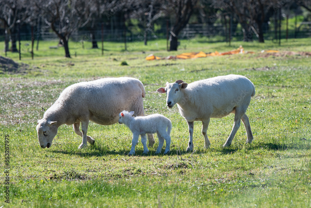 sheep and lamb walking through the paddock	