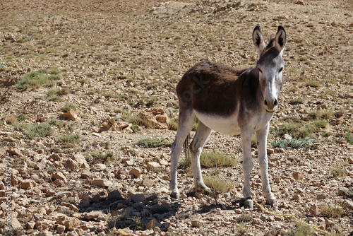La grande traversée de l’Atlas au Maroc, 18 jours de marche. Rencontre avec un âne seul au milieu de nulle part