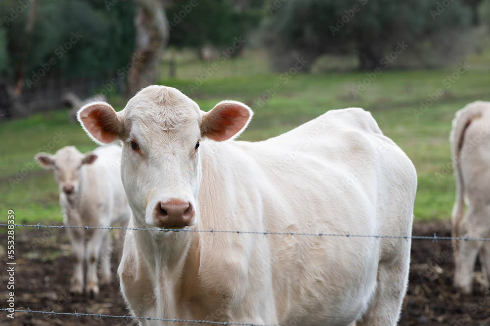 cow in the field