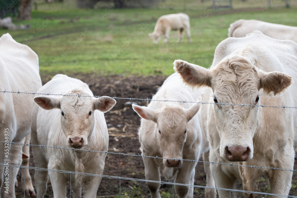 Cows in a field on a farm Cows in a field on a farm