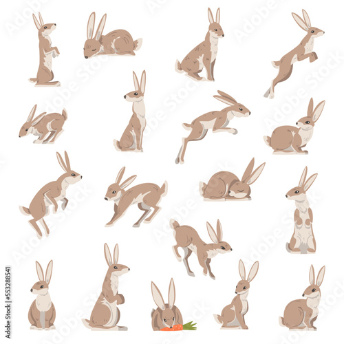 Hares and Jackrabbits as Swift Animal with Long Ears and Grayish Brown Coat Big Vector Set