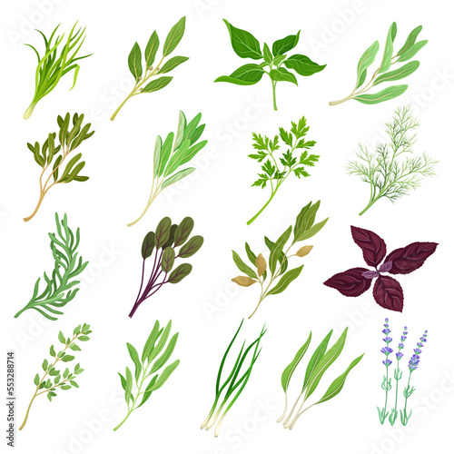 Kitchen Herbs or Potherbs as Spice and Condiment Big Vector Set