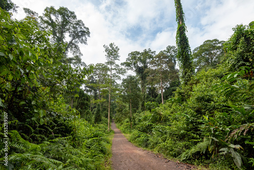Road to Danum Valley primary rainforest in Lahad Datu Sabah Borneo Malaysia photo