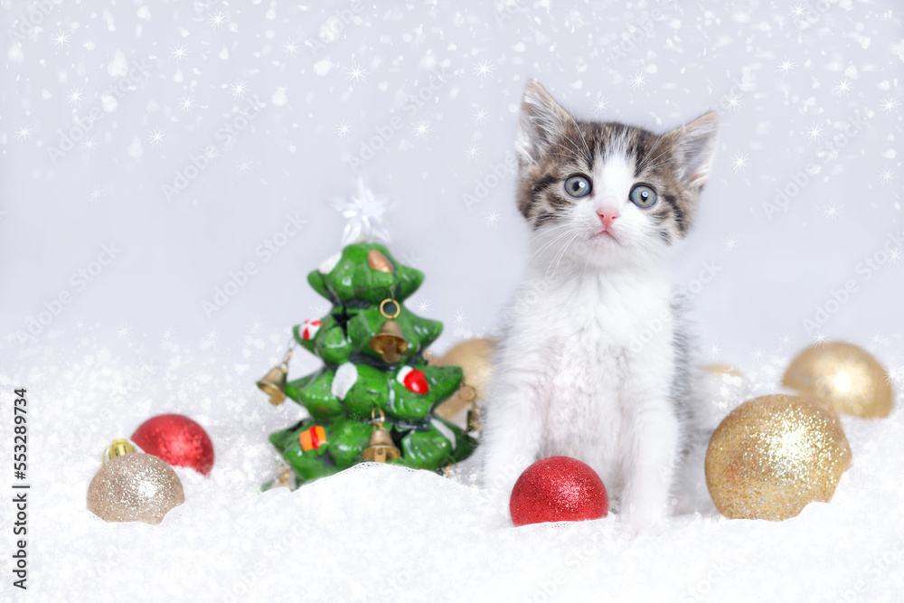 Close up portrait of a cute Kitten near a small toy Christmas tree. Cat posing for the camera. Tiny Kitten on a light background. Merry Christmas. Happy New Year 2023. Christmas presents. Baby cat