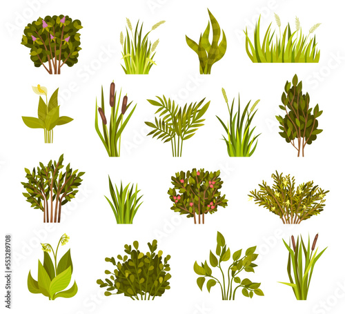 Grass Blades and Lush Green Bushes with Stem Big Vector Set