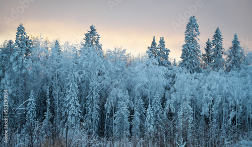 Trees covered in snow and frost. Beautiful winter landscape at sunset. Karelia.