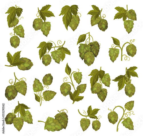 Fresh Hop Plants with Cones and Green Leaves Big Vector Set