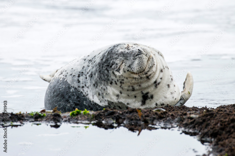 napping harbor seal, Oregon Coast, US napping harbor seal, Oregon Coast, US