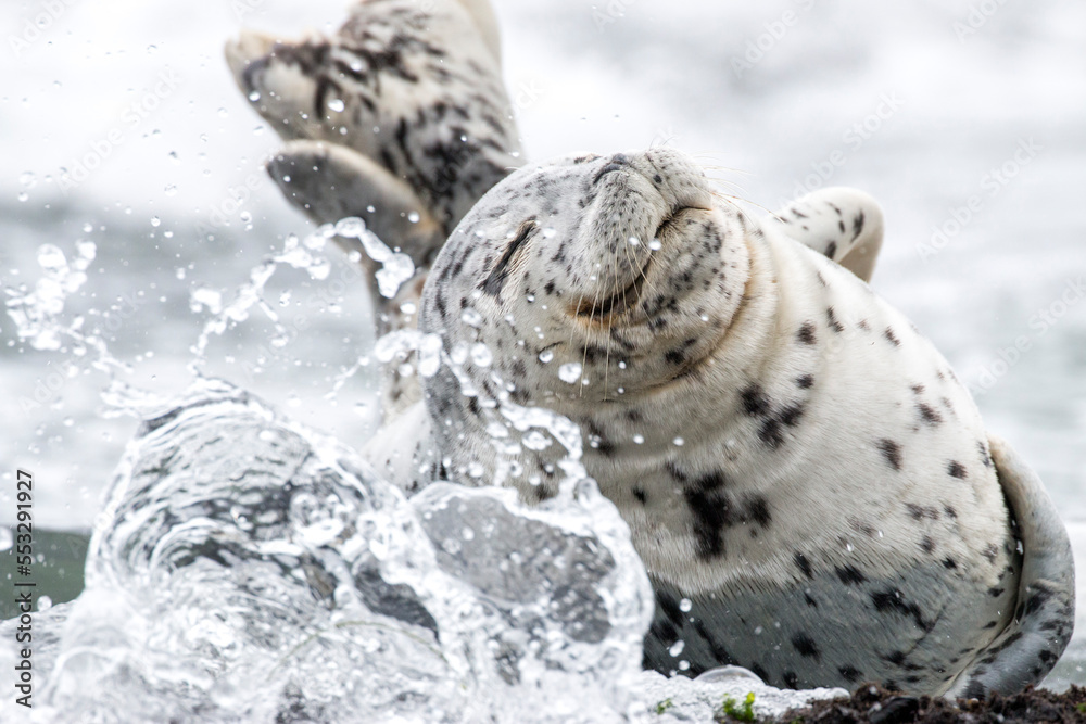 harbor seal, Oregon Coast, US