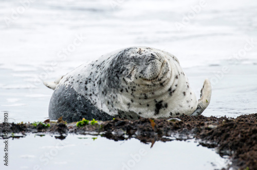 Fototapeta Naklejka Na Ścianę i Meble -  napping harbor seal, Oregon Coast, US