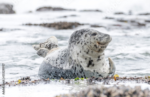 harbor seal, Oregon Coast, US photo