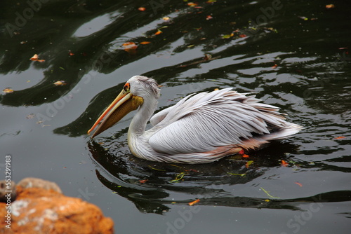 Pelican swims in a lake with dark water