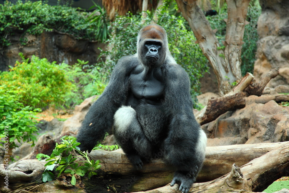 Gorilla sits on the top of a tree in the jungle