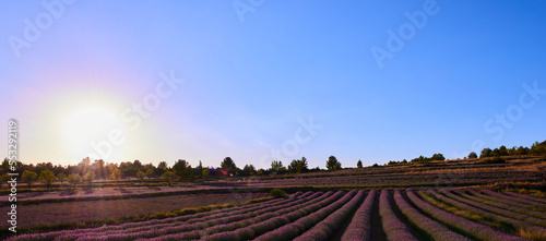 A low lavender field and blue sky