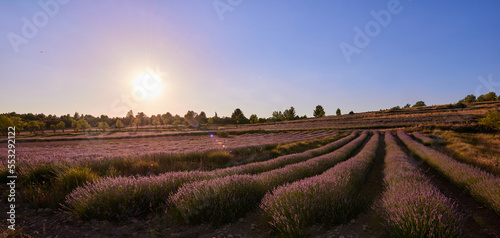 A low lavender field and blue sky