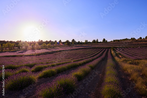 A low lavender field and blue sky