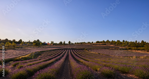 A low lavender field and blue sky