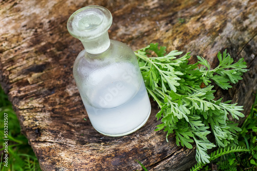 Artemisia absinthium , wormwood, absinthium, absinthe wormwood, wermud, wormit near an apothecary bottle with a tincture for the manufacture of Artemisia essential oil. Natural cosmetic concept