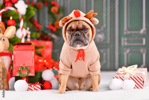 Grumpy Christmas reindeer dog. French Bulldog with costume sweater with antlers sitting next to Christmas tree in front of green wall photo